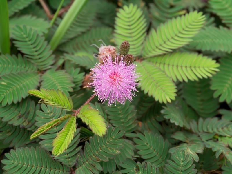 mimosa pudica